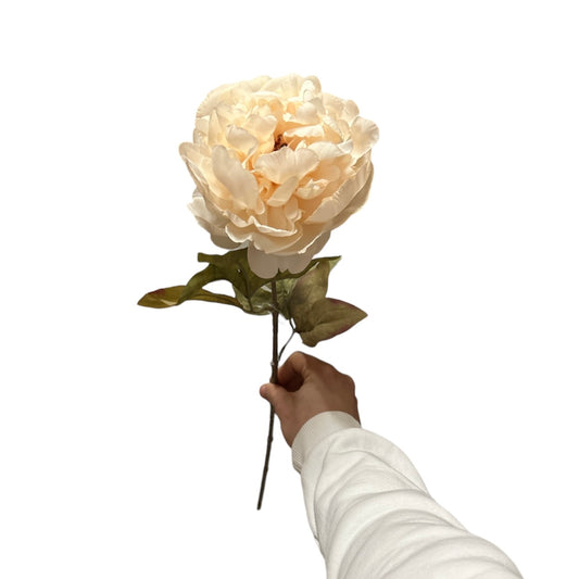 Peonia singola - Mamà Lah