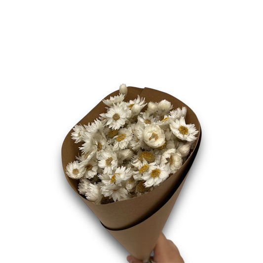 Margherite Secche – Mazzo