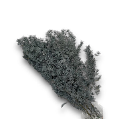 Ming Fern Stabilizzato – Mazzo