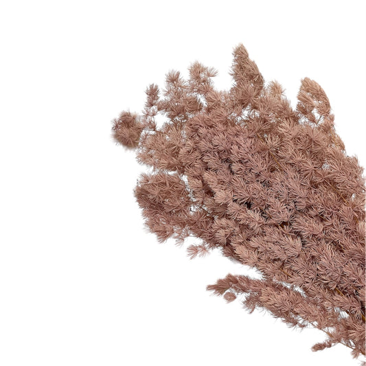 Ming Fern Stabilizzato – Mazzo