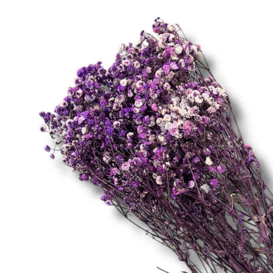Gypsophila