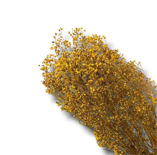 Gypsophila stabilizzata