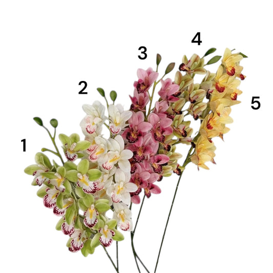 Cymbidium con 12 fiori e 2 boccioli – 86 cm